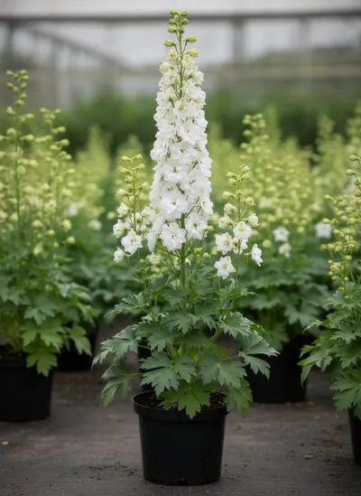 Дельфиниум гибридный Magic Fountain pure white