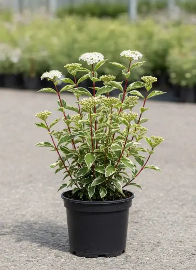 Дерен белый Sibirica Variegata