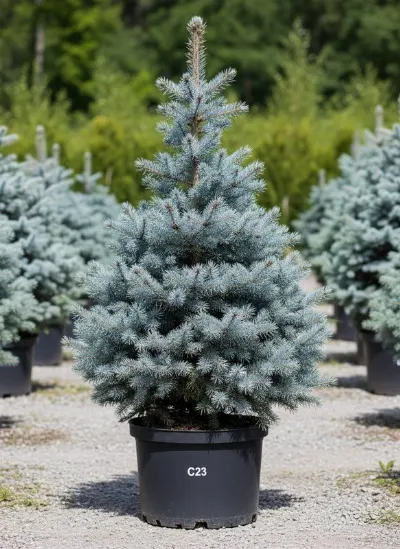 Ель колючая Super Blue Seedling (SBS)