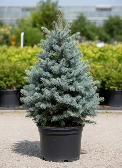 Ель колючая Glauca Compacta