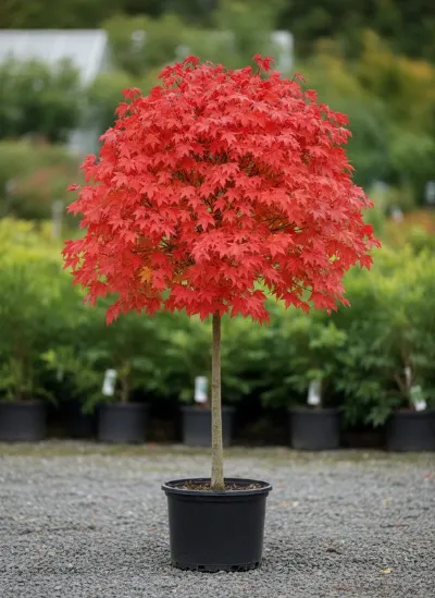 Клен красный Autumn Flame