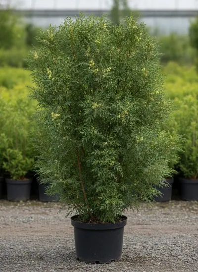 Крушина ломкая Aspleniifolia