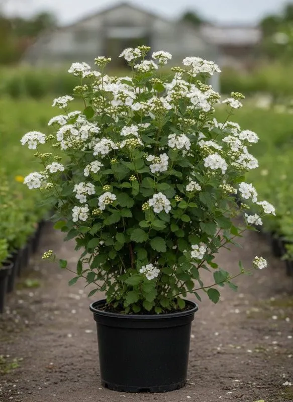 Лапчатка кустарниковая Abbotswood