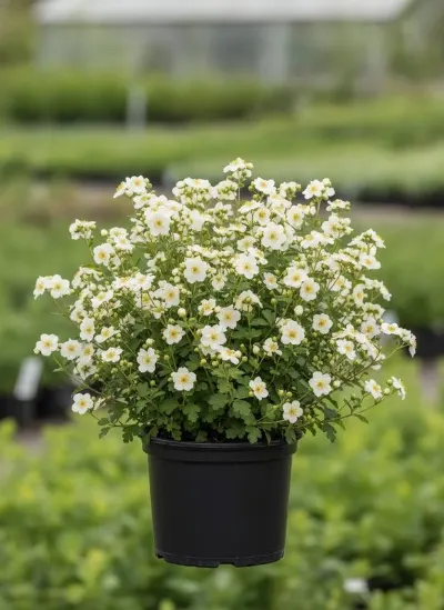 Лапчатка кустарниковая Tilford Cream