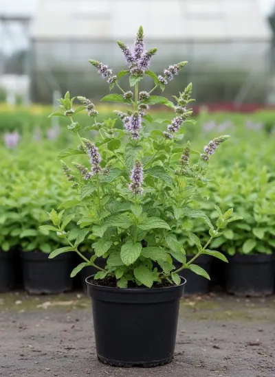 Мята Mandarin Mint
