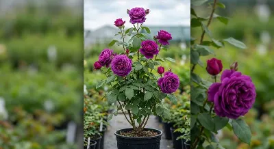 Роза Big Purple