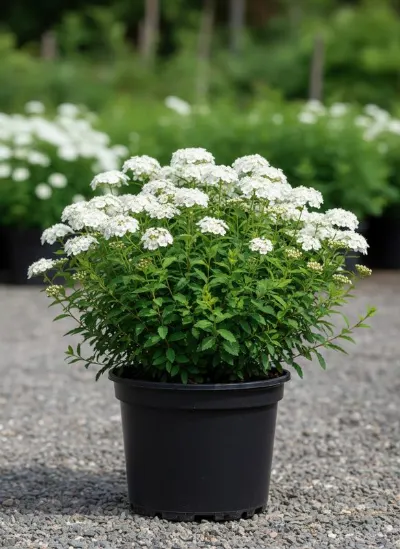 Спирея японская Albiflora