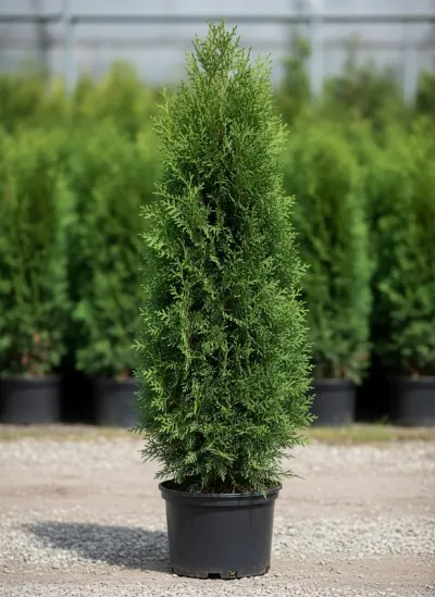 Туя западная Columna