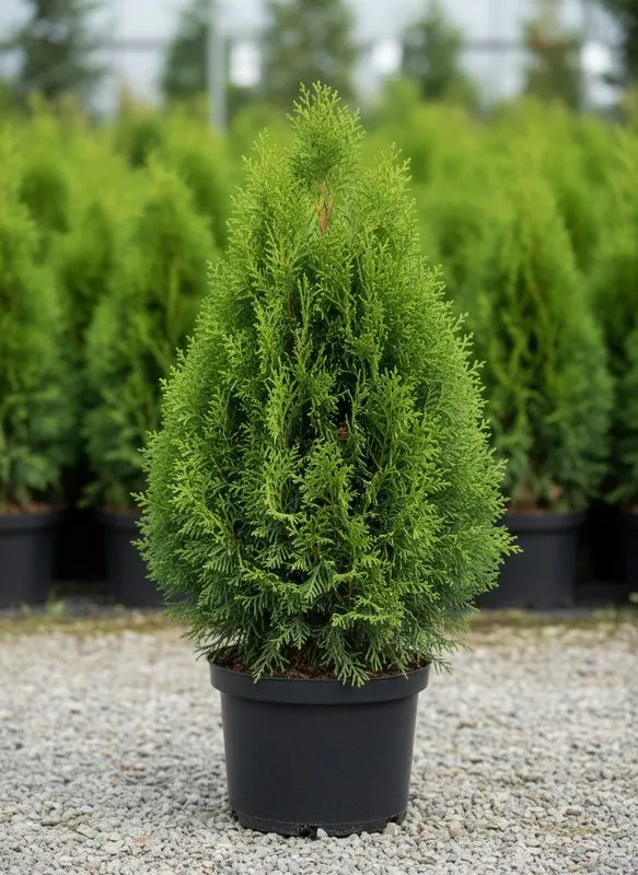 Туя западная Pyramidalis Compacta