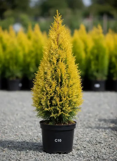 Туя западная Golden Smaragd