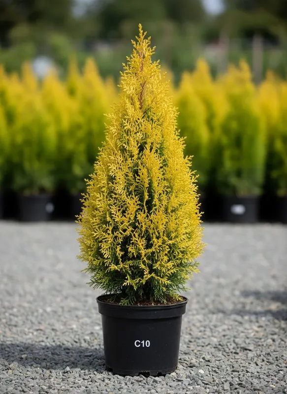 Туя западная Golden Smaragd