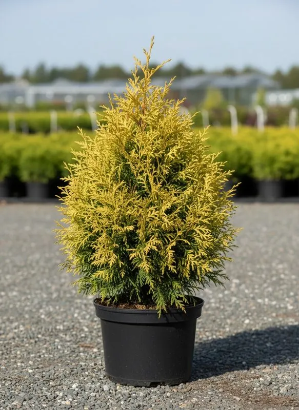 Туя западная Golden Brabant