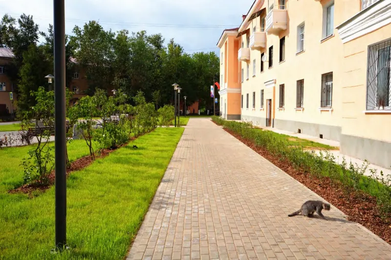 кошка на дорожке городского двора